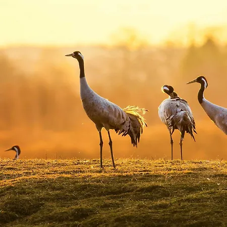 Gaenseblume - Charmante Mit Terrasse Und Garten Daire